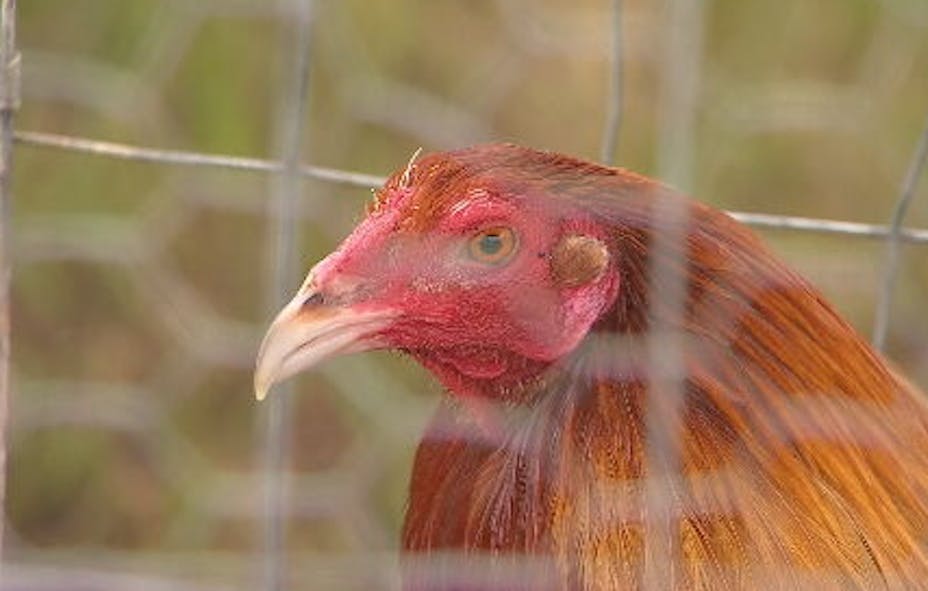 Deputies seize 53 roosters in cockfighting bust 